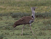 Kori bustard (ardeotis kori) Ngorongoro Conservation Area
